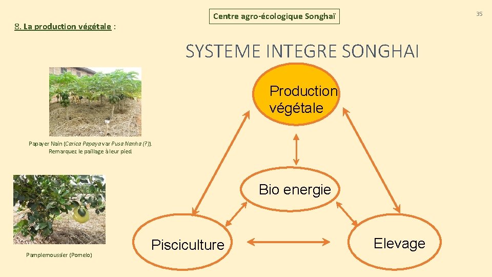 35 Centre agro-écologique Songhaï 8. La production végétale : SYSTEME INTEGRE SONGHAI Production végétale