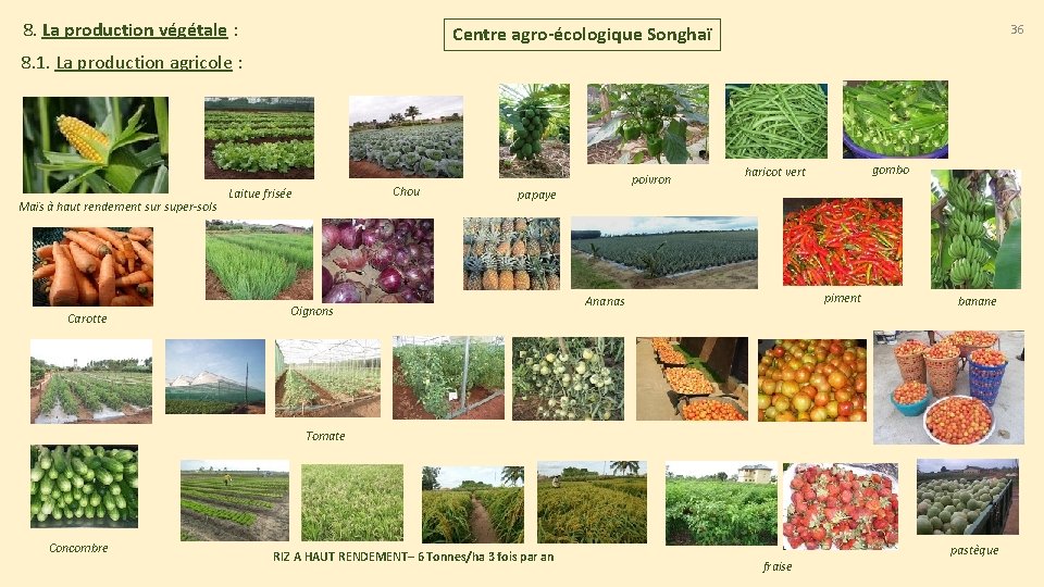 8. La production végétale : 36 Centre agro-écologique Songhaï 8. 1. La production agricole