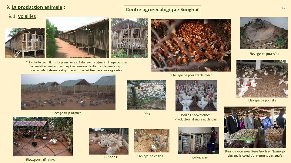 9. La production animale : 42 Centre agro-écologique Songhaï 9. 1. volailles : Elevage