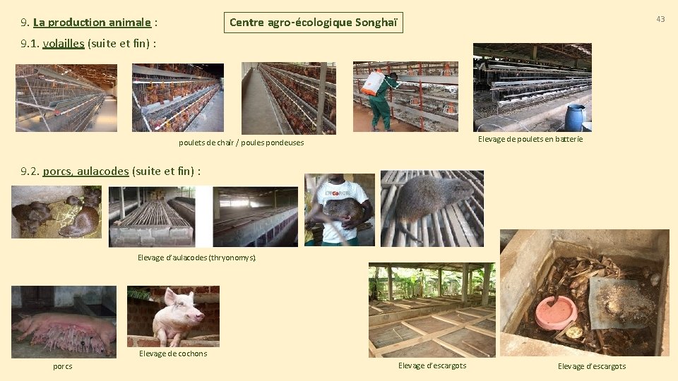 9. La production animale : 43 Centre agro-écologique Songhaï 9. 1. volailles (suite et