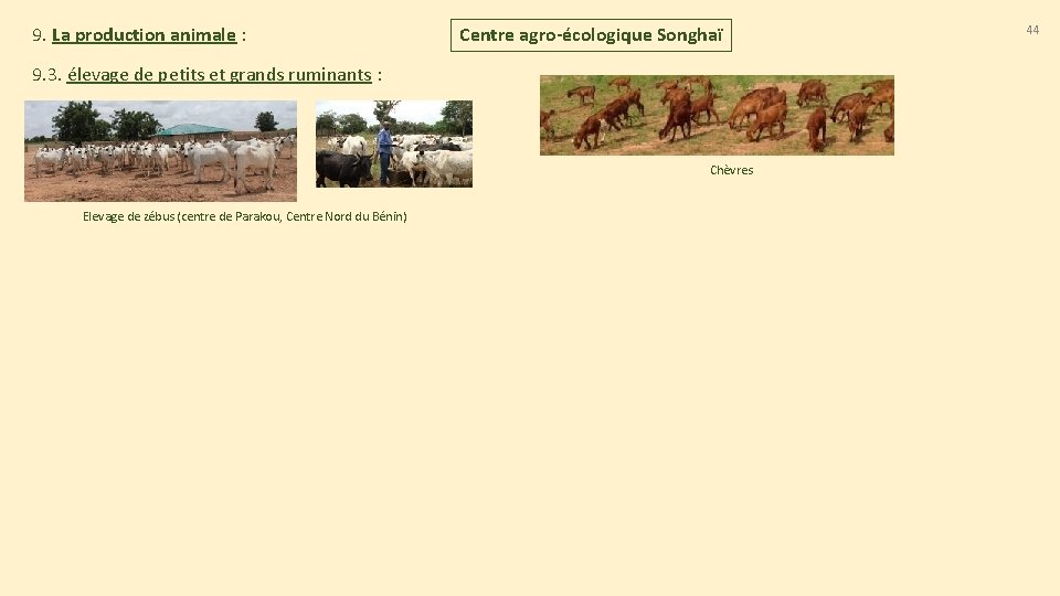 9. La production animale : Centre agro-écologique Songhaï 9. 3. élevage de petits et