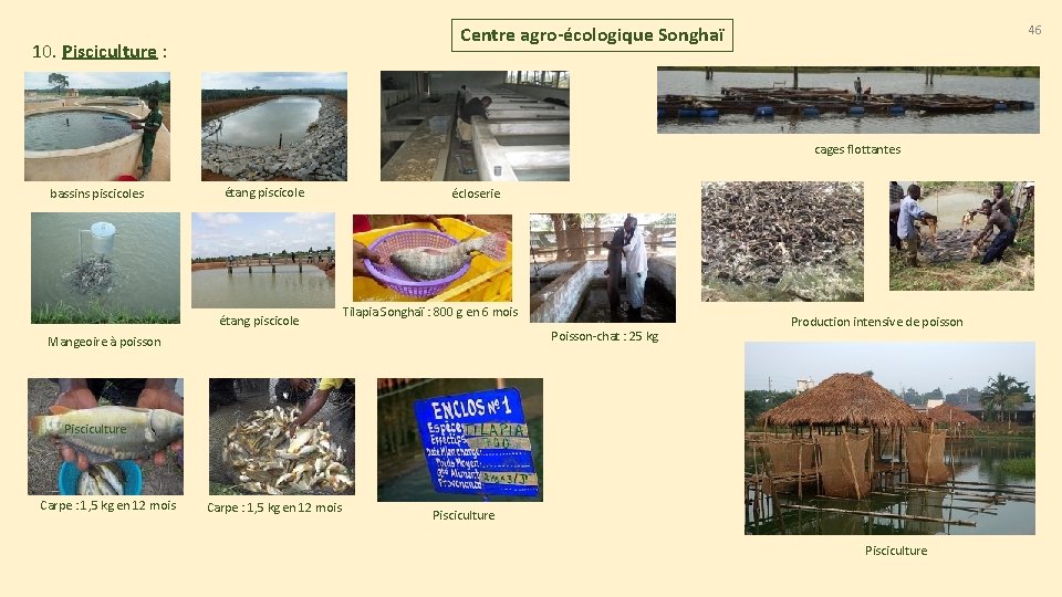 46 Centre agro-écologique Songhaï 10. Pisciculture : cages flottantes bassins piscicoles étang piscicole écloserie