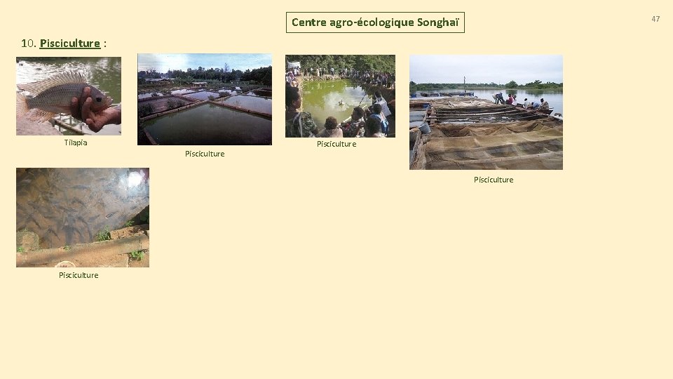 47 Centre agro-écologique Songhaï 10. Pisciculture : Tilapia Pisciculture 