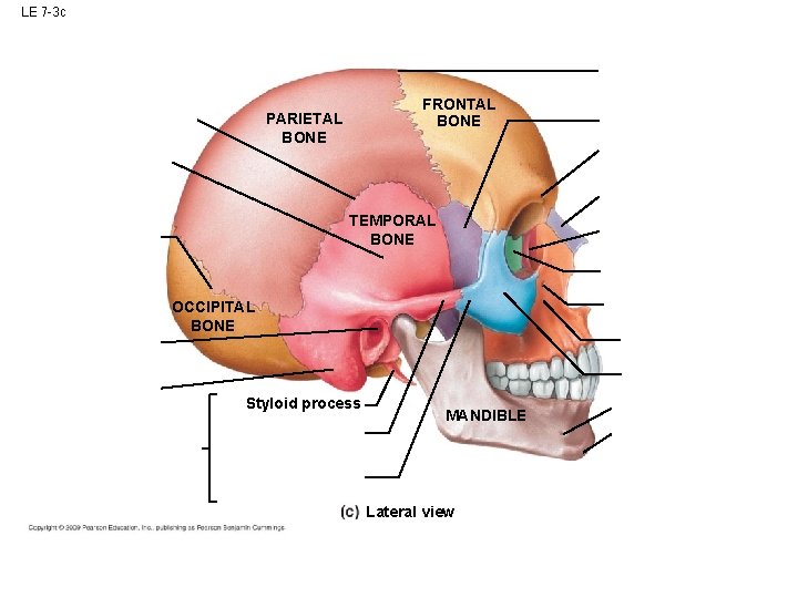 LE 7 -3 c FRONTAL BONE PARIETAL BONE TEMPORAL BONE OCCIPITAL BONE Styloid process LE 7 -3 c FRONTAL BONE PARIETAL BONE TEMPORAL BONE OCCIPITAL BONE Styloid process