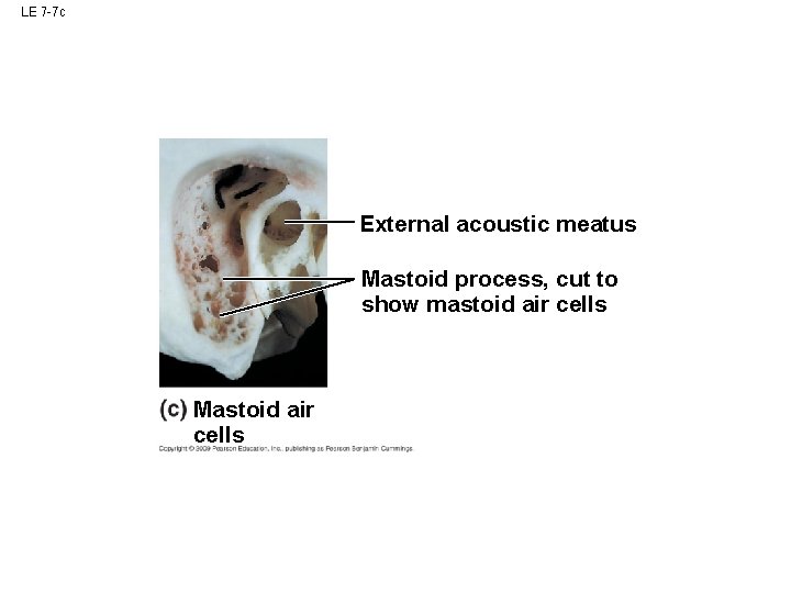 LE 7 -7 c External acoustic meatus Mastoid process, cut to show mastoid air LE 7 -7 c External acoustic meatus Mastoid process, cut to show mastoid air