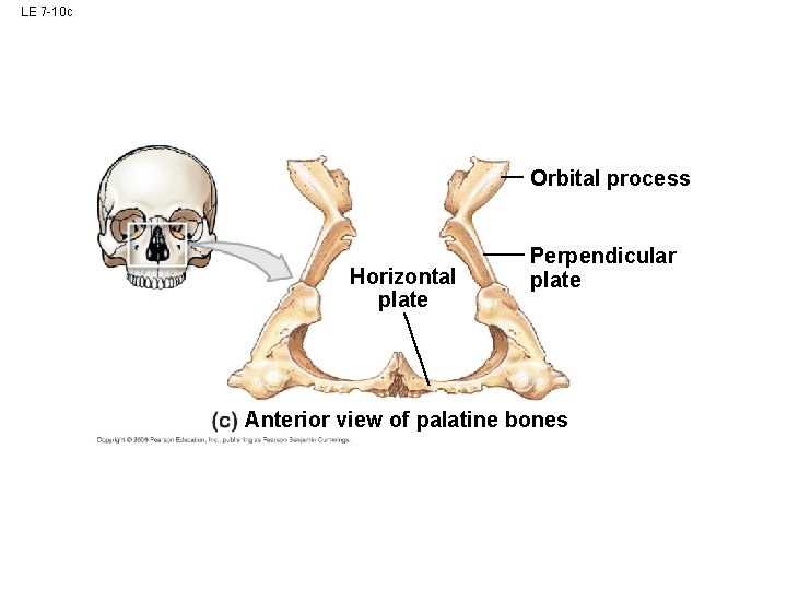 LE 7 -10 c Orbital process Horizontal plate Perpendicular plate Anterior view of palatine LE 7 -10 c Orbital process Horizontal plate Perpendicular plate Anterior view of palatine