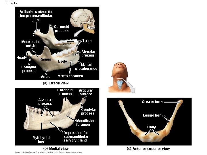 LE 7 -12 Articular surface for temporomandibular joint Coronoid process Teeth Mandibular notch Alveolar LE 7 -12 Articular surface for temporomandibular joint Coronoid process Teeth Mandibular notch Alveolar