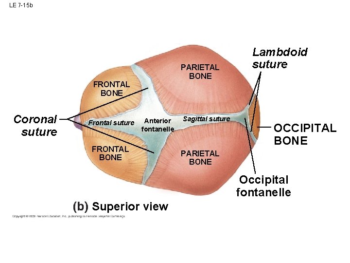LE 7 -15 b PARIETAL BONE FRONTAL BONE Coronal suture Frontal suture Anterior fontanelle LE 7 -15 b PARIETAL BONE FRONTAL BONE Coronal suture Frontal suture Anterior fontanelle