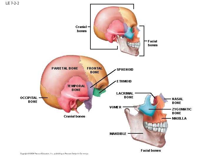LE 7 -2 -2 Cranial bones Facial bones PARIETAL BONE FRONTAL BONE SPHENOID ETHMOID LE 7 -2 -2 Cranial bones Facial bones PARIETAL BONE FRONTAL BONE SPHENOID ETHMOID