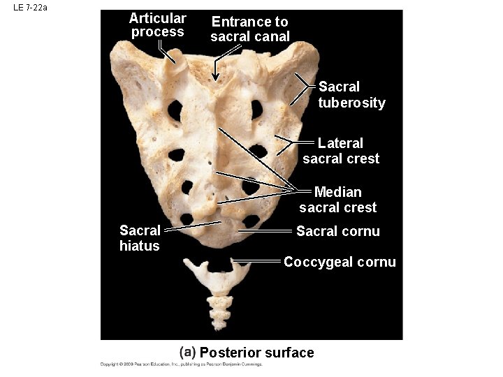 LE 7 -22 a Articular process Entrance to sacral canal Sacral tuberosity Lateral sacral LE 7 -22 a Articular process Entrance to sacral canal Sacral tuberosity Lateral sacral