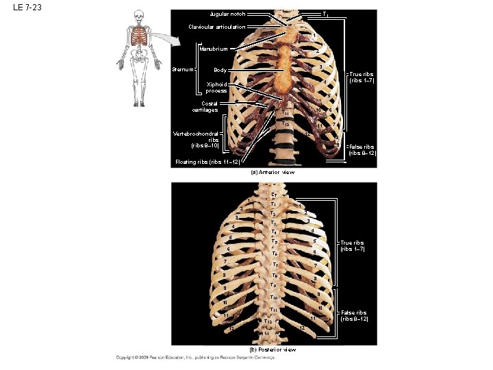 LE 7 -23 T 1 Jugular notch Clavicular articulation 1 Manubrium Sternum 2 3 LE 7 -23 T 1 Jugular notch Clavicular articulation 1 Manubrium Sternum 2 3