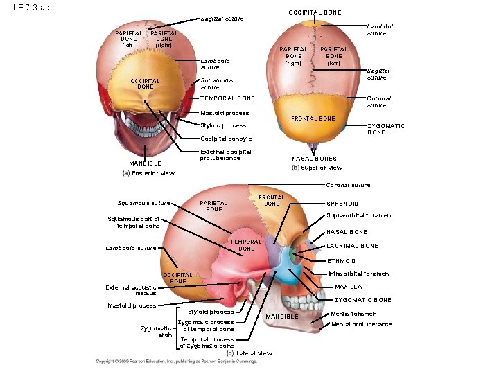 LE 7 -3 -ac OCCIPITAL BONE Sagittal suture PARIETAL BONE (left) Lambdoid suture PARIETAL LE 7 -3 -ac OCCIPITAL BONE Sagittal suture PARIETAL BONE (left) Lambdoid suture PARIETAL