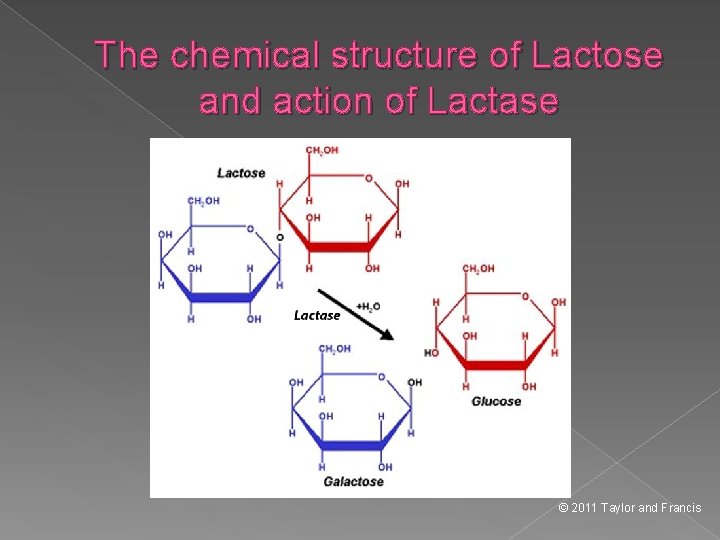 The chemical structure of Lactose and action of Lactase © 2011 Taylor and Francis