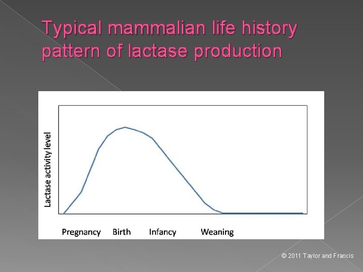 Typical mammalian life history pattern of lactase production © 2011 Taylor and Francis 