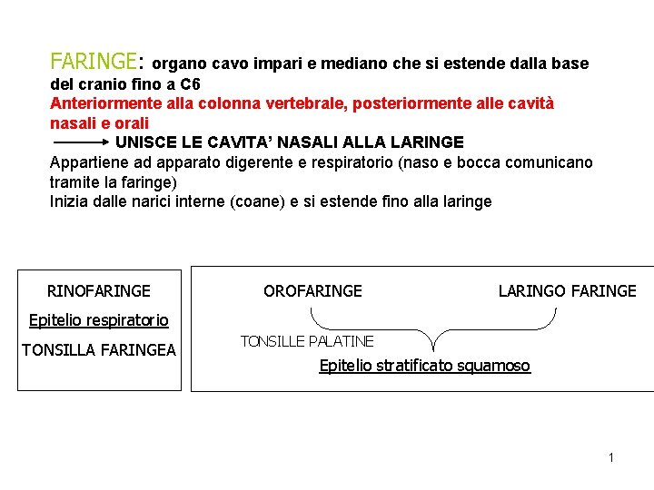 FARINGE: organo cavo impari e mediano che si estende dalla base del cranio fino FARINGE: organo cavo impari e mediano che si estende dalla base del cranio fino