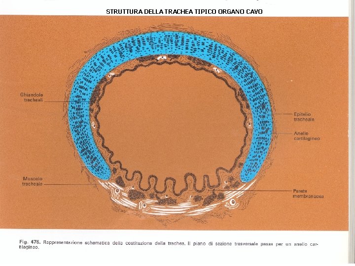 STRUTTURA DELLA TRACHEA TIPICO ORGANO CAVO 10 STRUTTURA DELLA TRACHEA TIPICO ORGANO CAVO 10