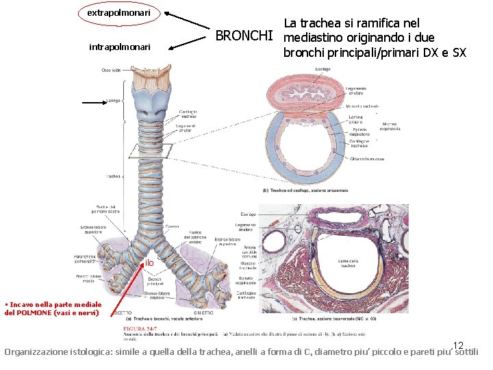 extrapolmonari intrapolmonari La trachea si ramifica nel BRONCHI mediastino originando i due bronchi principali/primari extrapolmonari intrapolmonari La trachea si ramifica nel BRONCHI mediastino originando i due bronchi principali/primari