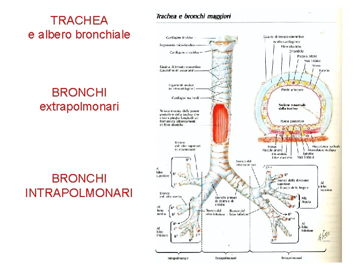 TRACHEA e albero bronchiale BRONCHI extrapolmonari BRONCHI INTRAPOLMONARI 13 TRACHEA e albero bronchiale BRONCHI extrapolmonari BRONCHI INTRAPOLMONARI 13