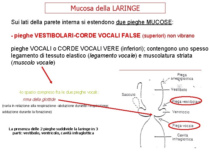 Mucosa della LARINGE Sui lati della parete interna si estendono due pieghe MUCOSE: - Mucosa della LARINGE Sui lati della parete interna si estendono due pieghe MUCOSE: -