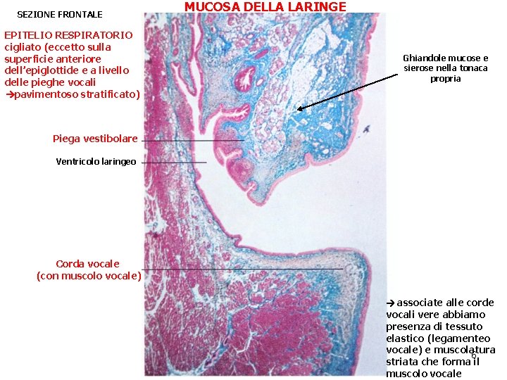 SEZIONE FRONTALE EPITELIO RESPIRATORIO cigliato (eccetto sulla superficie anteriore dell’epiglottide e a livello delle SEZIONE FRONTALE EPITELIO RESPIRATORIO cigliato (eccetto sulla superficie anteriore dell’epiglottide e a livello delle