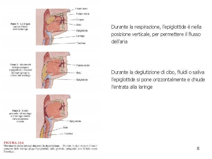 Durante la respirazione, l’epiglottide è nella posizione verticale, permettere il flusso dell’aria Durante la Durante la respirazione, l’epiglottide è nella posizione verticale, permettere il flusso dell’aria Durante la