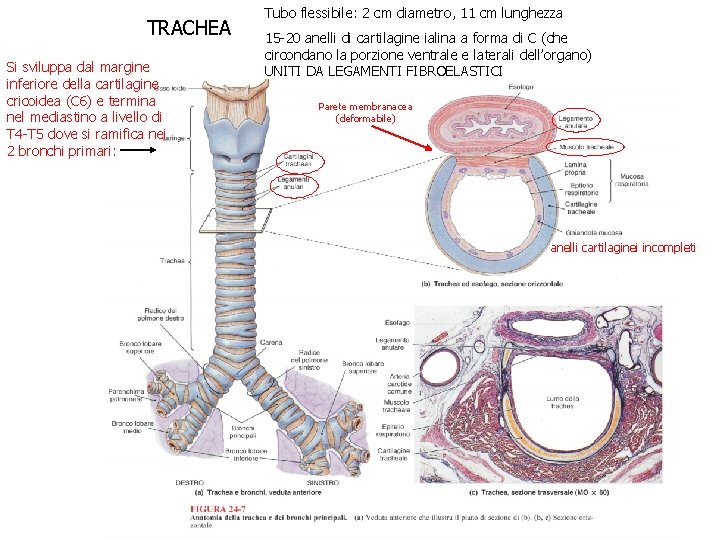 TRACHEA Si sviluppa dal margine inferiore della cartilagine cricoidea (C 6) e termina nel TRACHEA Si sviluppa dal margine inferiore della cartilagine cricoidea (C 6) e termina nel