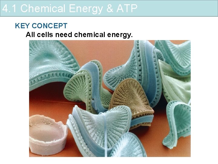 4. 1 Chemical Energy & ATP KEY CONCEPT All cells need chemical energy. 