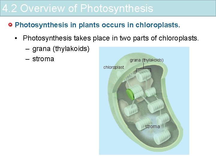 4. 2 Overview of Photosynthesis in plants occurs in chloroplasts. • Photosynthesis takes place