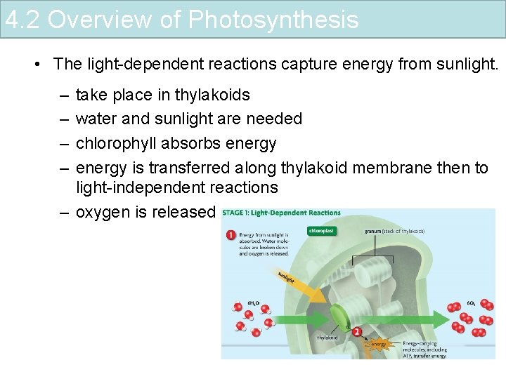 4. 2 Overview of Photosynthesis • The light-dependent reactions capture energy from sunlight. –