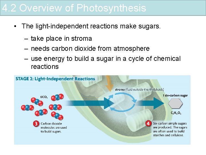 4. 2 Overview of Photosynthesis • The light-independent reactions make sugars. – take place