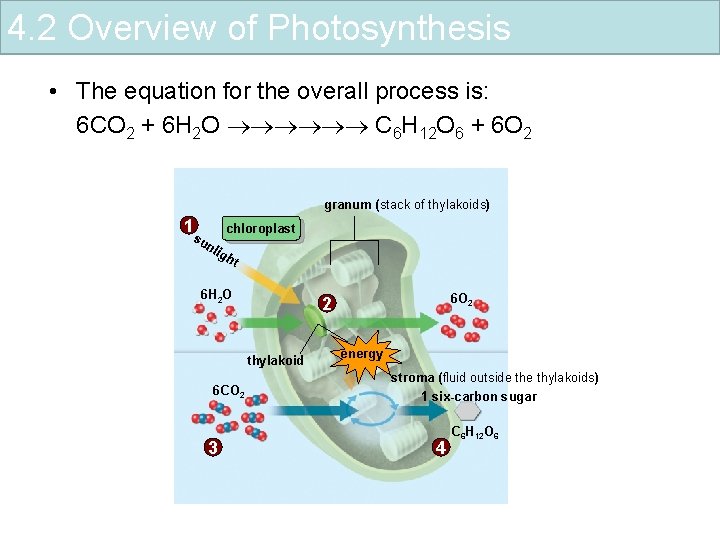 4. 2 Overview of Photosynthesis • The equation for the overall process is: 6
