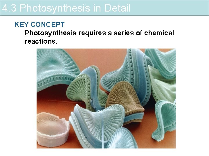 4. 3 Photosynthesis in Detail KEY CONCEPT Photosynthesis requires a series of chemical reactions.