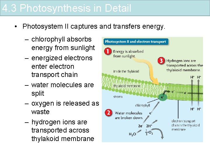 4. 3 Photosynthesis in Detail • Photosystem II captures and transfers energy. – chlorophyll