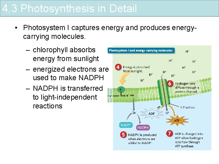 4. 3 Photosynthesis in Detail • Photosystem I captures energy and produces energycarrying molecules.