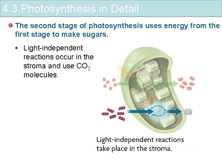 4. 3 Photosynthesis in Detail The second stage of photosynthesis uses energy from the