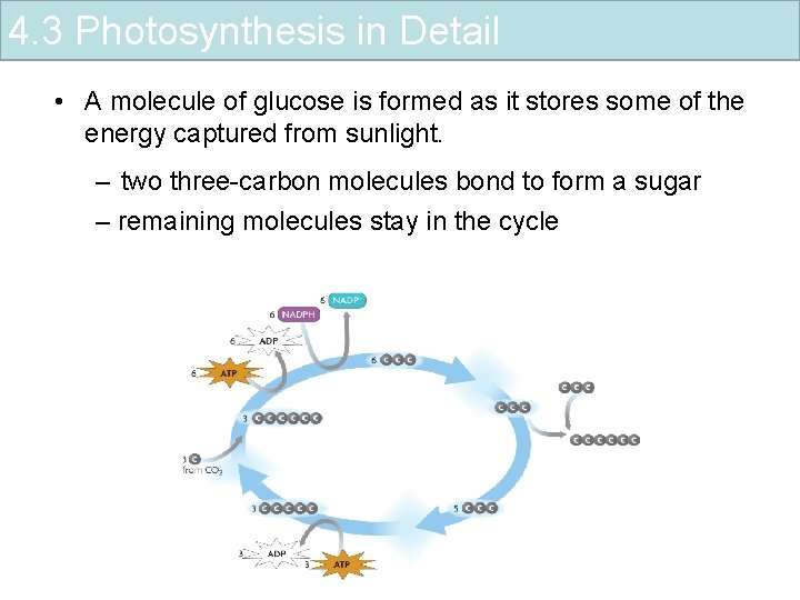 4. 3 Photosynthesis in Detail • A molecule of glucose is formed as it