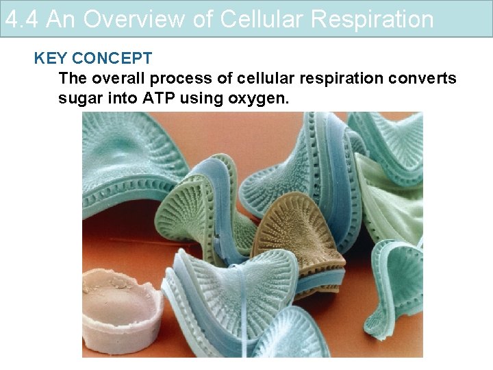 4. 4 An Overview of Cellular Respiration KEY CONCEPT The overall process of cellular