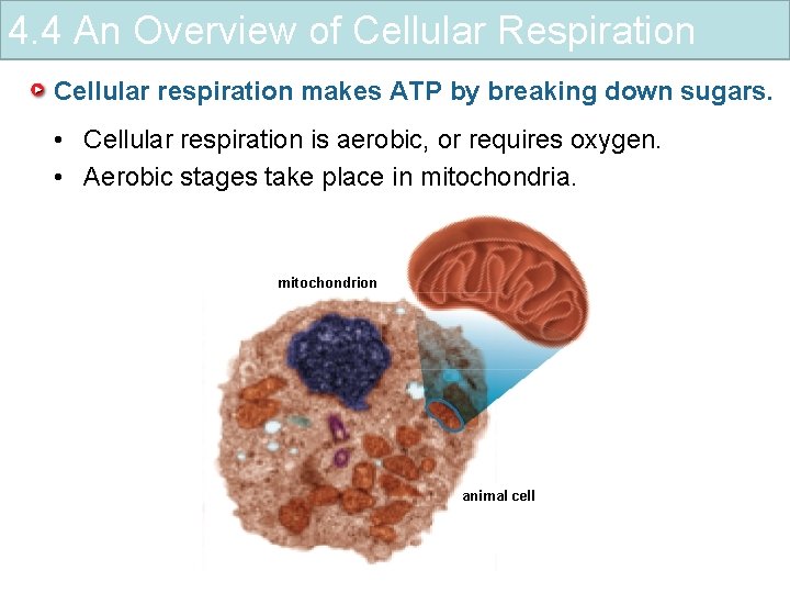 4. 4 An Overview of Cellular Respiration Cellular respiration makes ATP by breaking down