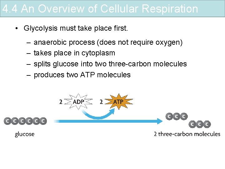 4. 4 An Overview of Cellular Respiration • Glycolysis must take place first. –