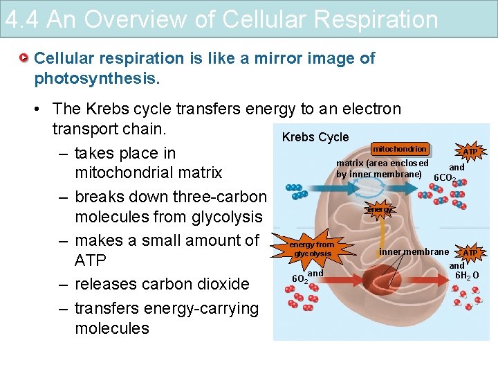 4. 4 An Overview of Cellular Respiration Cellular respiration is like a mirror image