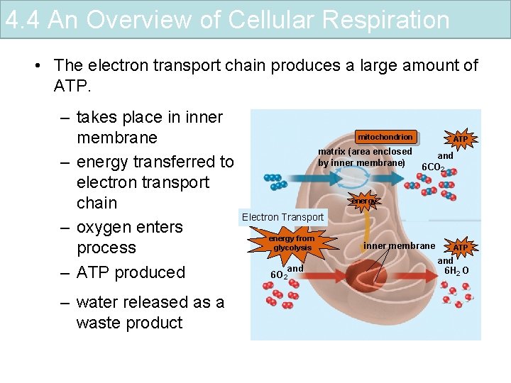 4. 4 An Overview of Cellular Respiration • The electron transport chain produces a