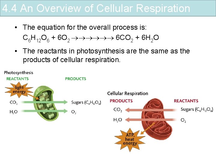 4. 4 An Overview of Cellular Respiration • The equation for the overall process