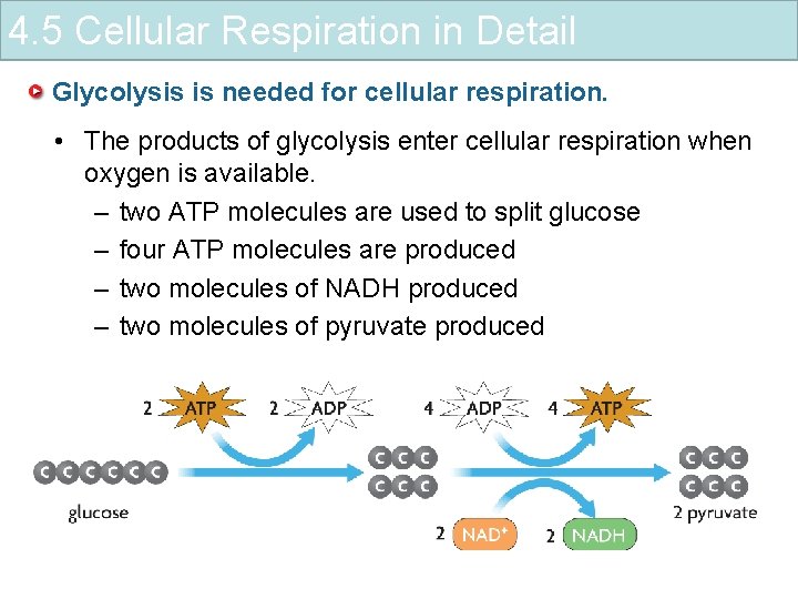 4. 5 Cellular Respiration in Detail Glycolysis is needed for cellular respiration. • The