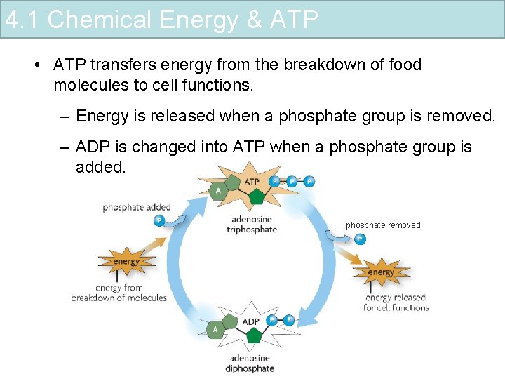 4. 1 Chemical Energy & ATP • ATP transfers energy from the breakdown of