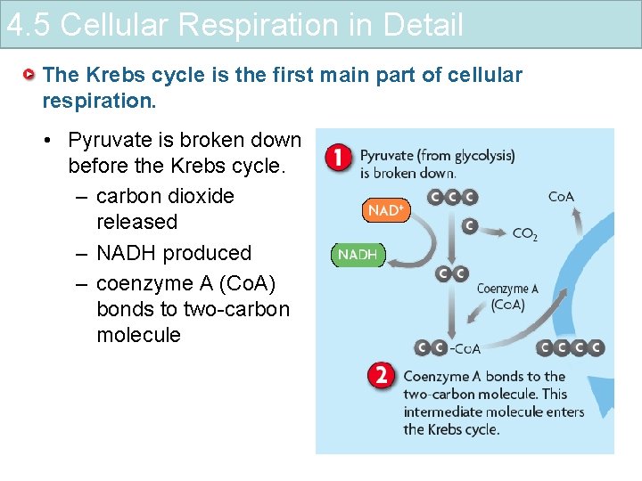 4. 5 Cellular Respiration in Detail The Krebs cycle is the first main part