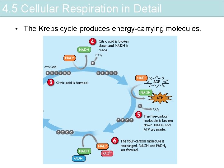 4. 5 Cellular Respiration in Detail • The Krebs cycle produces energy-carrying molecules. 