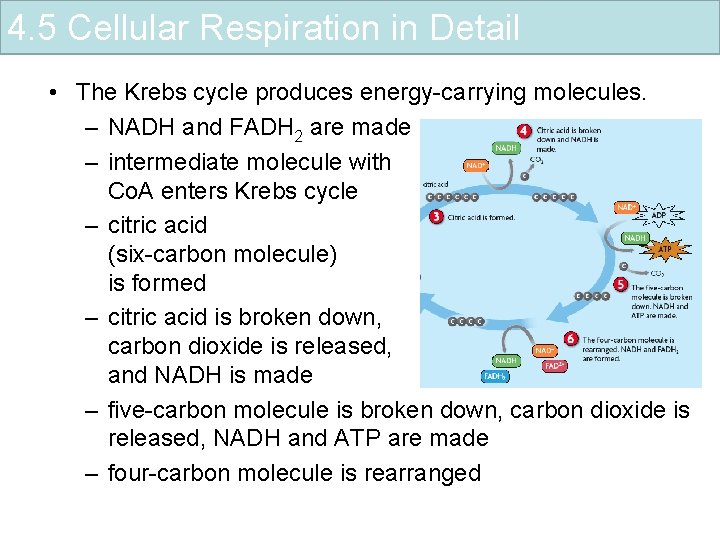 4. 5 Cellular Respiration in Detail • The Krebs cycle produces energy-carrying molecules. –