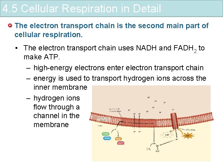 4. 5 Cellular Respiration in Detail The electron transport chain is the second main