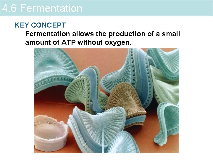 4. 6 Fermentation KEY CONCEPT Fermentation allows the production of a small amount of