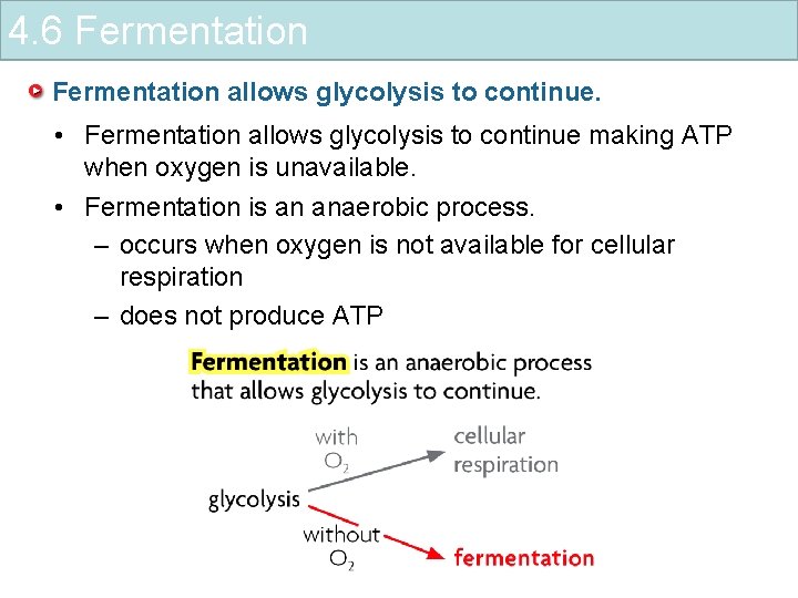 4. 6 Fermentation allows glycolysis to continue. • Fermentation allows glycolysis to continue making